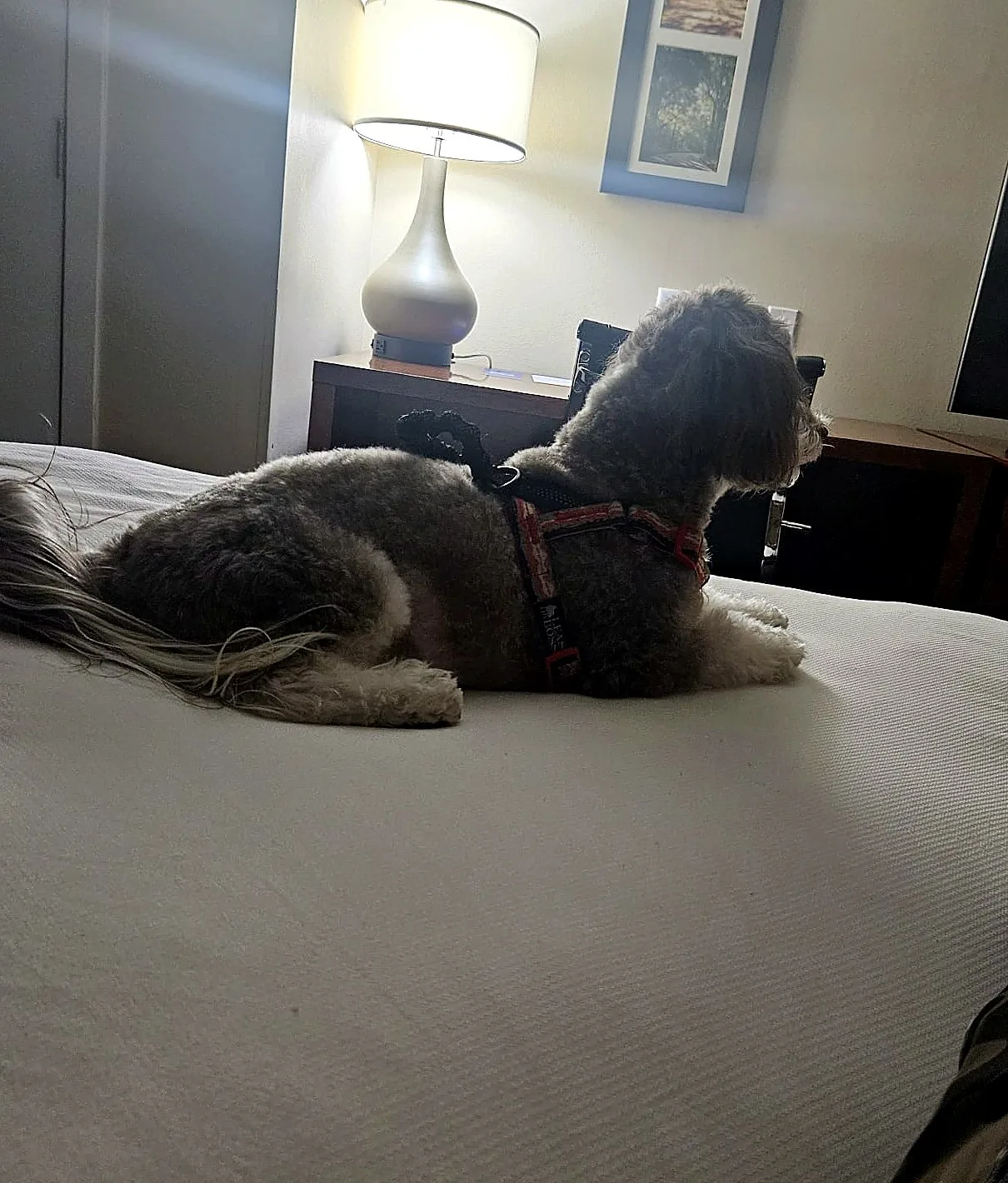 Alfie lying on a hotel bed during an overnight stop.