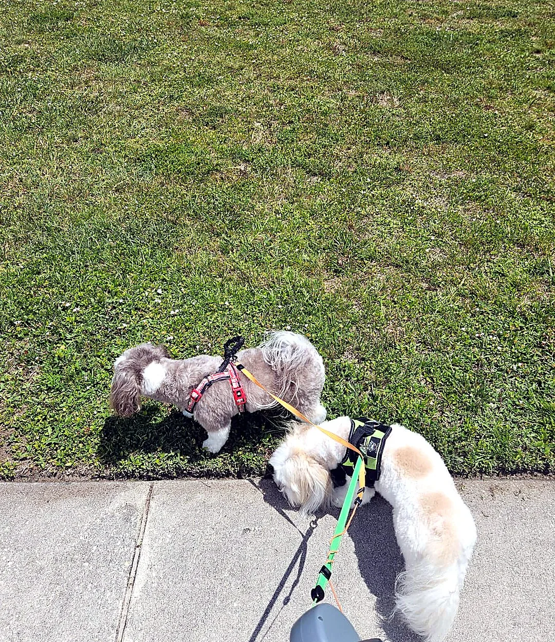 Alfie and Ernie walking together during a road trip rest break.