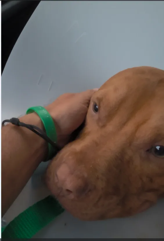 Hooch being gently comforted during his transport journey