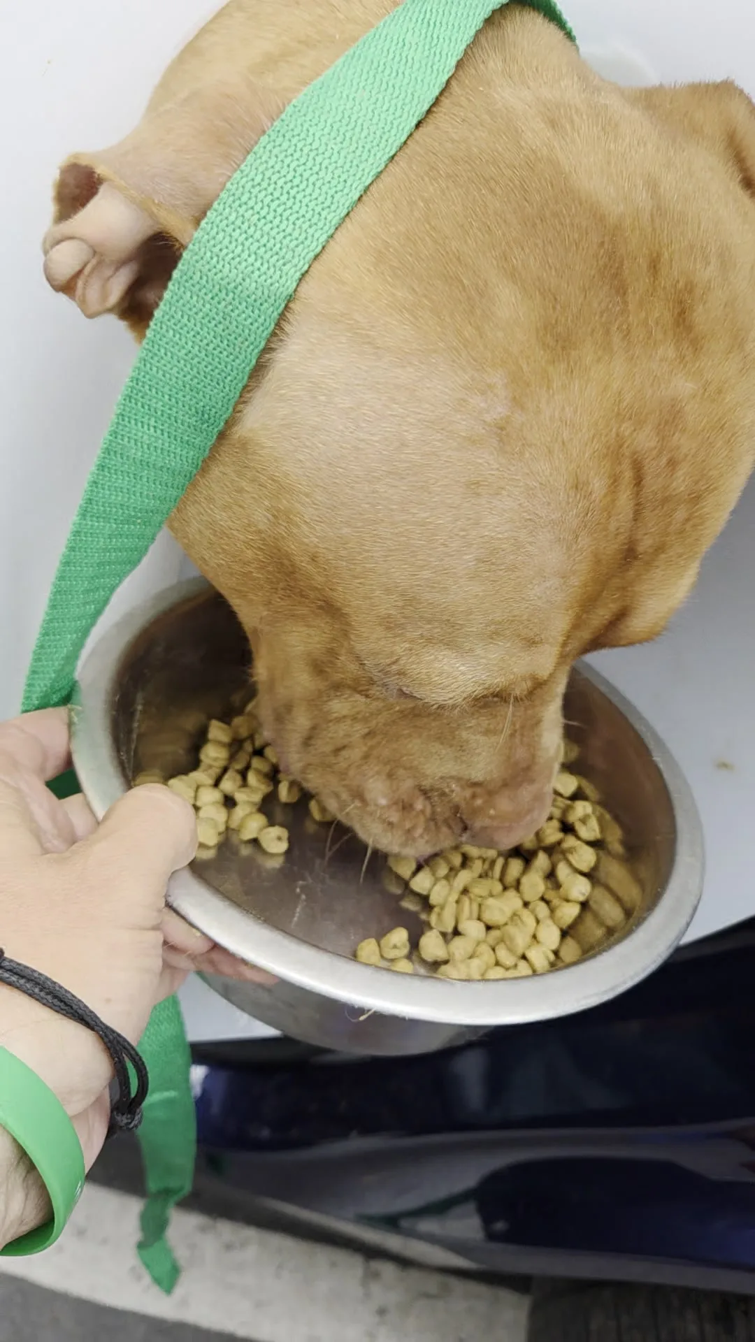 Hooch eating during a comfort stop